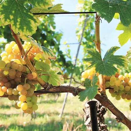 Baron Tavernier Restaurant & 4* Шебр