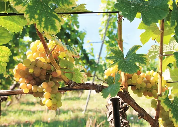 Baron Tavernier Restaurant & 4* シュブル